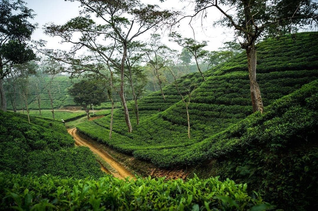 Green Escape: Sylhet & Sreemangal Explorer